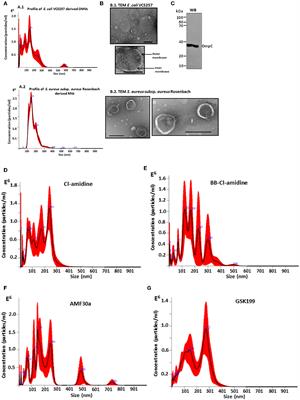 Peptidylarginine Deiminase Inhibitors Reduce Bacterial Membrane Vesicle Release and Sensitize Bacteria to Antibiotic Treatment